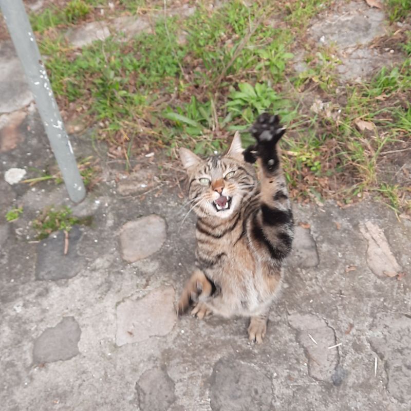 くつろぐねこ