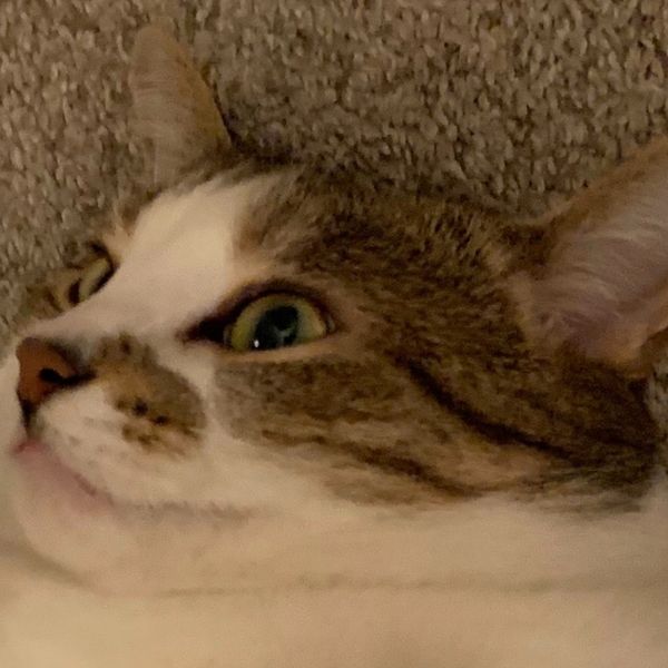 もち