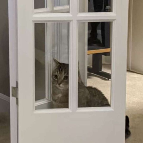 店内のねこ